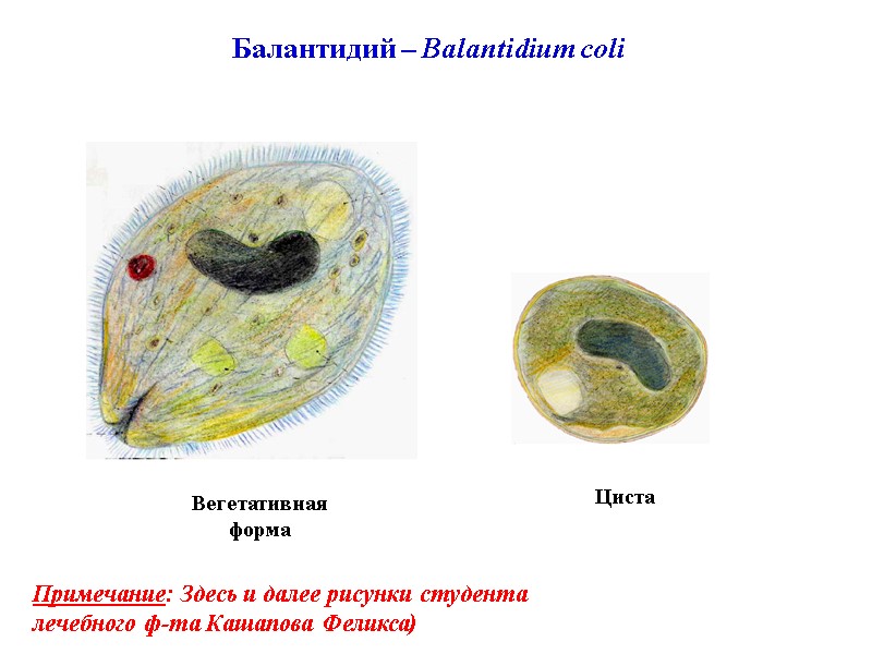 Балантидий – Balantidium coli Циста Вегетативная форма Примечание: Здесь и далее рисунки студента лечебного